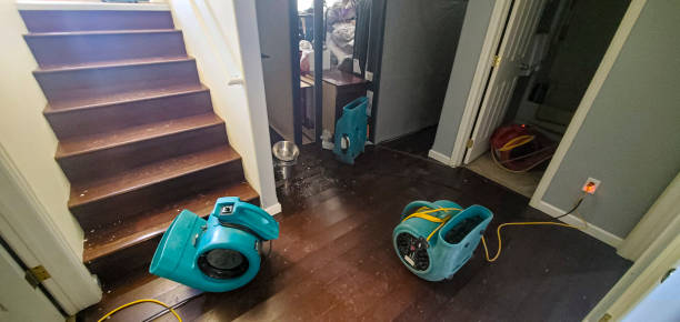 Best Professional water damage repair  in El Jebel, CO