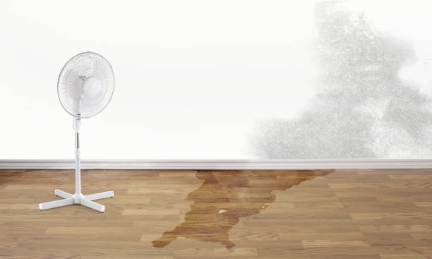 Best Flood restoration services  in El Jebel, CO
