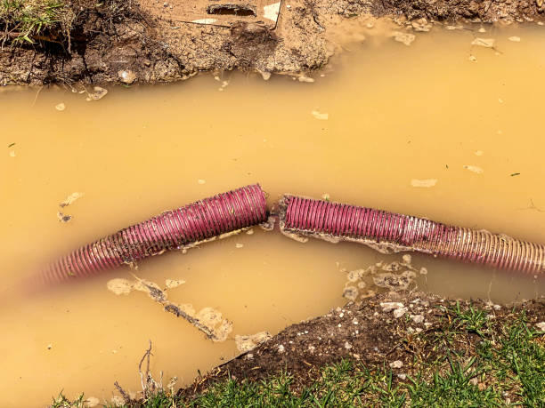 Best Mold removal after water damage  in El Jebel, CO
