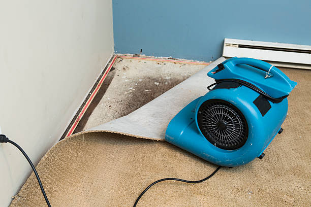 Best 24/7 water damage repair  in El Jebel, CO